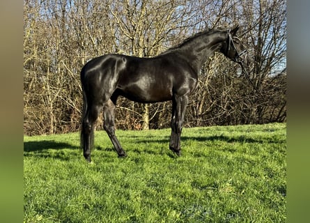 Trakehner, Caballo castrado, 3 años, 169 cm, Negro