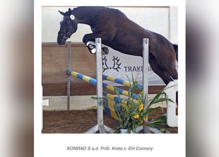 Trakehner, Caballo castrado, 3 años, 170 cm, Tordillo negro