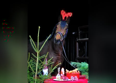 Trakehner, Caballo castrado, 3 años, 171 cm, Castaño