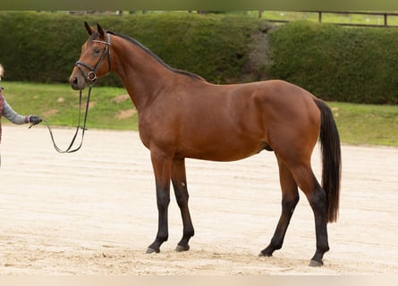 Trakehner, Caballo castrado, 3 años, 171 cm, Castaño