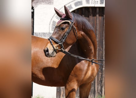 Trakehner, Caballo castrado, 3 años, Castaño