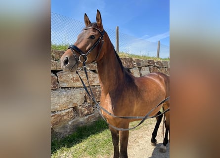 Trakehner, Caballo castrado, 4 años, 160 cm, Castaño