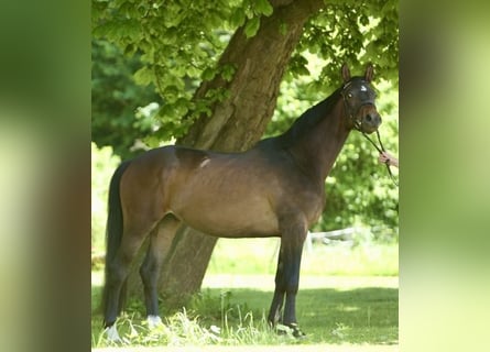 Trakehner, Caballo castrado, 4 años, 162 cm, Castaño oscuro