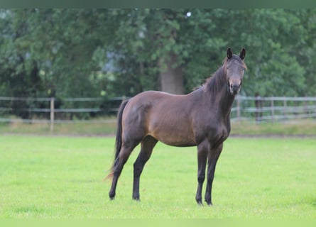 Trakehner, Caballo castrado, 4 años, 163 cm, Castaño oscuro