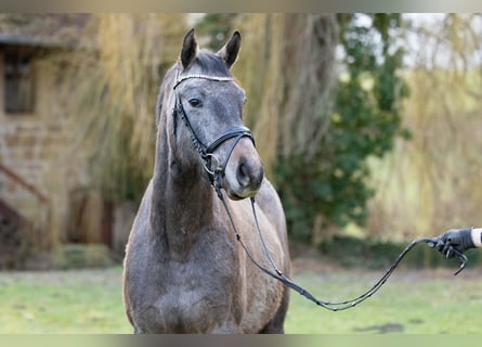 Trakehner, Caballo castrado, 4 años, 163 cm, Tordo