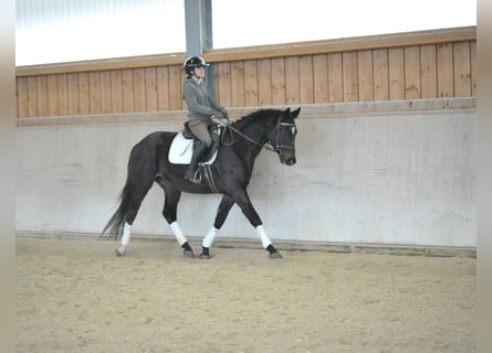 Trakehner, Caballo castrado, 4 años, 164 cm, Morcillo