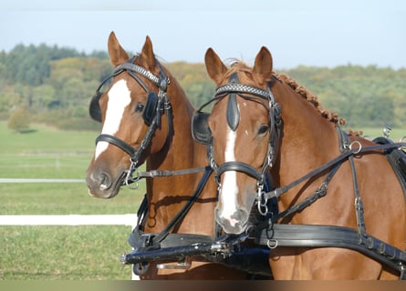 Trakehner, Caballo castrado, 4 años, 165 cm, Alazán