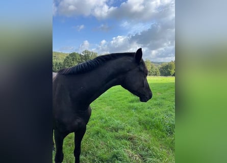 Trakehner, Caballo castrado, 4 años, 165 cm, Negro