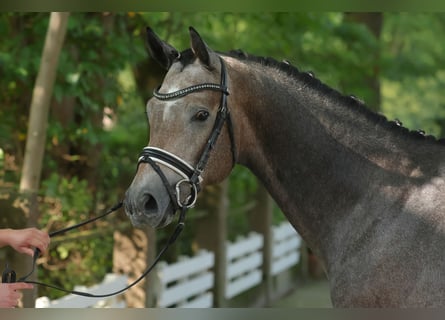 Trakehner, Caballo castrado, 4 años, 166 cm, Tordo