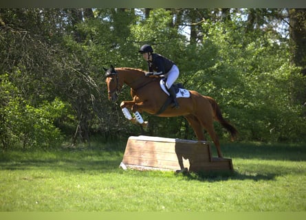 Trakehner, Caballo castrado, 4 años, 167 cm, Alazán
