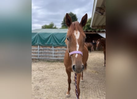 Trakehner, Caballo castrado, 4 años, 167 cm, Alazán