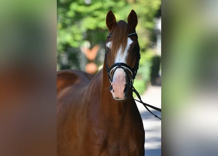 Trakehner, Caballo castrado, 4 años, 167 cm, Alazán