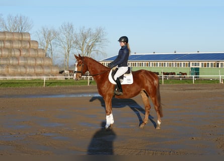 Trakehner, Caballo castrado, 4 años, 167 cm, Alazán