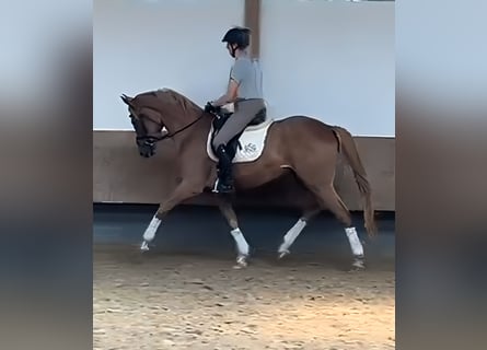 Trakehner, Caballo castrado, 4 años, 167 cm, Bayo