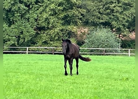 Trakehner, Caballo castrado, 4 años, 167 cm, Negro