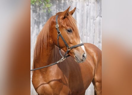 Trakehner, Caballo castrado, 4 años, 168 cm, Alazán