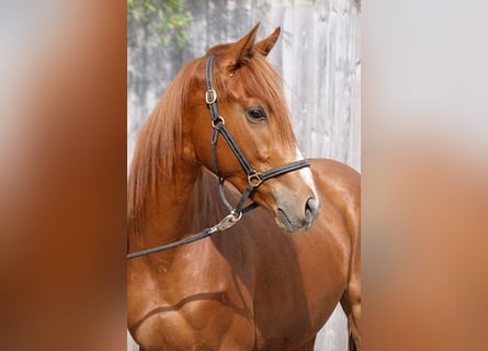 Trakehner, Caballo castrado, 4 años, 168 cm, Alazán