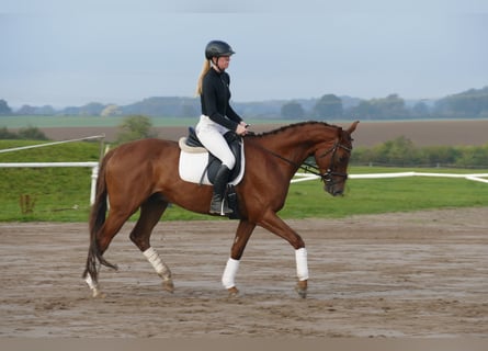 Trakehner, Caballo castrado, 4 años, 168 cm, Alazán-tostado