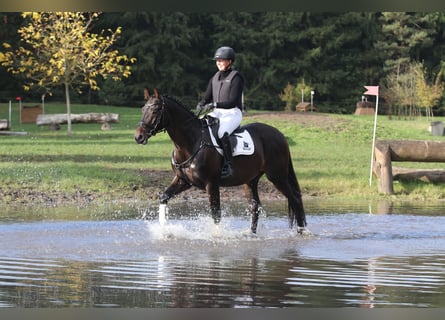 Trakehner, Caballo castrado, 4 años, 168 cm, Castaño oscuro