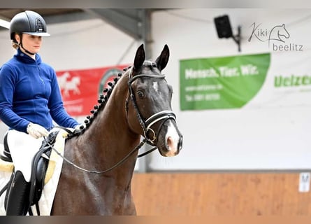 Trakehner, Caballo castrado, 4 años, 168 cm, Negro