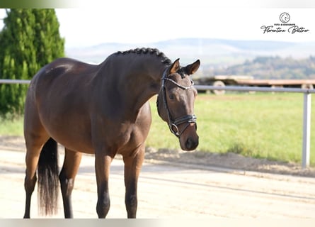Trakehner, Caballo castrado, 4 años, 169 cm, Castaño