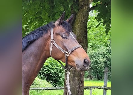 Trakehner, Caballo castrado, 4 años, 170 cm