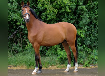 Trakehner, Caballo castrado, 5 años, 161 cm, Castaño