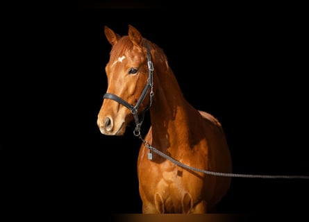 Trakehner, Caballo castrado, 5 años, 164 cm, Alazán
