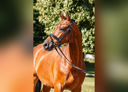 Trakehner, Caballo castrado, 5 años, 164 cm, Castaño