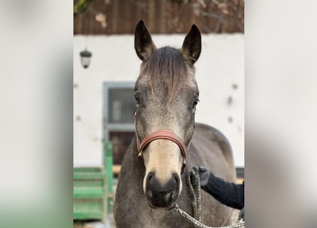 Trakehner, Caballo castrado, 5 años, 165 cm, Buckskin/Bayo