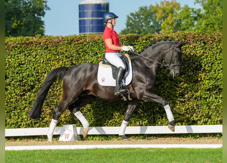 Trakehner, Caballo castrado, 5 años, 166 cm, Morcillo