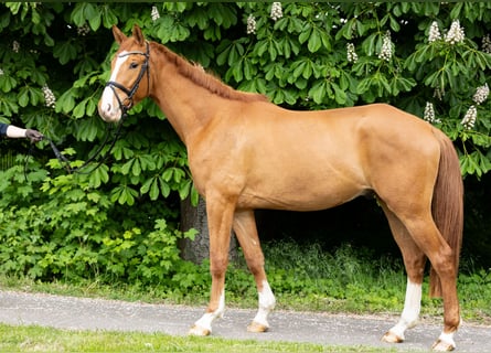 Trakehner, Caballo castrado, 5 años, 167 cm, Alazán