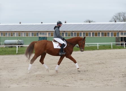Trakehner, Caballo castrado, 5 años, 169 cm, Alazán