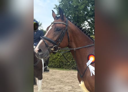 Trakehner, Caballo castrado, 5 años, 169 cm, Castaño