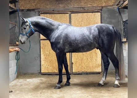 Trakehner, Caballo castrado, 5 años, 169 cm, Tordo rodado