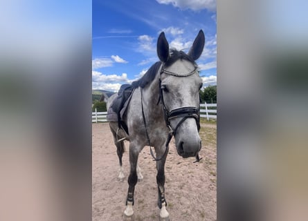 Trakehner, Caballo castrado, 5 años, 170 cm, Tordo