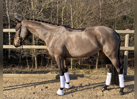 Trakehner, Caballo castrado, 5 años, 172 cm, Castaño oscuro