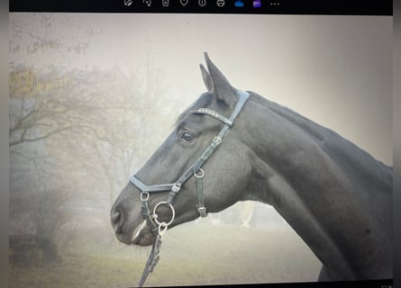 Trakehner, Caballo castrado, 5 años, 172 cm, Morcillo