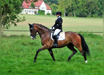 Trakehner, Caballo castrado, 5 años, 173 cm, Castaño oscuro