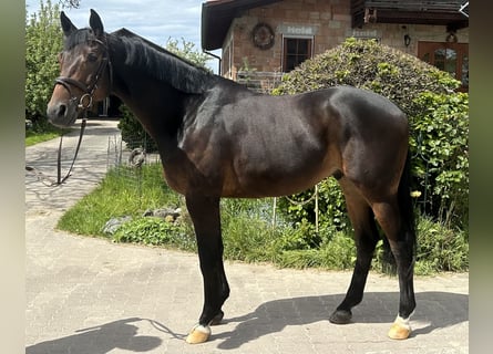 Trakehner, Caballo castrado, 6 años, 165 cm, Castaño