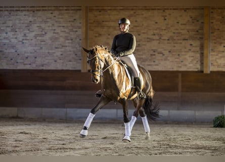 Trakehner, Caballo castrado, 6 años, 167 cm, Castaño