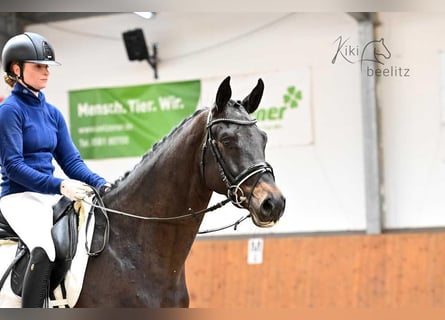 Trakehner, Caballo castrado, 6 años, 168 cm, Castaño oscuro