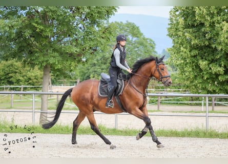 Trakehner, Caballo castrado, 6 años, 176 cm, Castaño