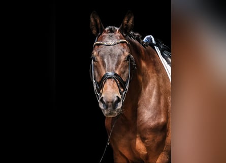 Trakehner, Caballo castrado, 6 años, 178 cm, Castaño oscuro