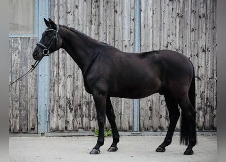 Trakehner, Caballo castrado, 7 años, 160 cm, Negro