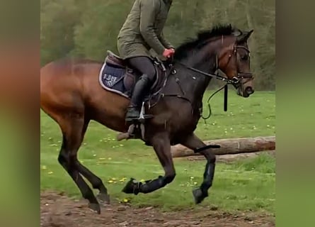 Trakehner, Caballo castrado, 7 años, 165 cm, Castaño oscuro