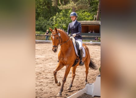 Trakehner, Caballo castrado, 7 años, 167 cm, Castaño