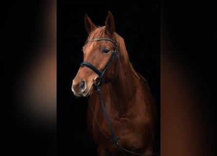 Trakehner, Caballo castrado, 7 años, 168 cm, Alazán