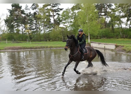 Trakehner, Caballo castrado, 7 años, 172 cm, Castaño oscuro