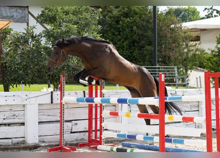 Trakehner, Caballo castrado, 8 años, 167 cm, Morcillo